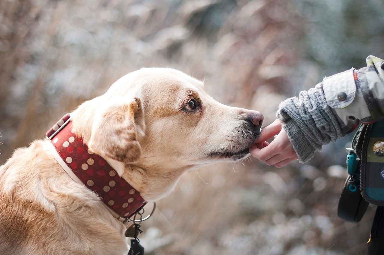 dog labrador pet canine companion 1861839