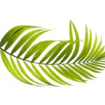 palm leaf green botany tropical 4211167