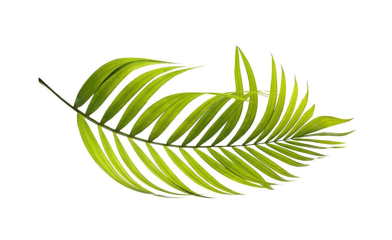 palm leaf green botany tropical 4211167